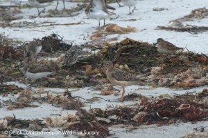 DSC_0038_BBSA1_edited-1