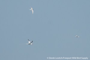 DSC_0053_Troppy10,8-4-14_edited-1