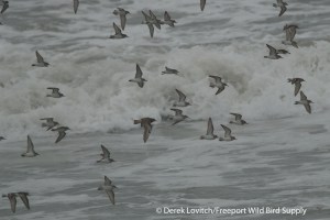 DSC_0081_BBSA-flight_edited-1