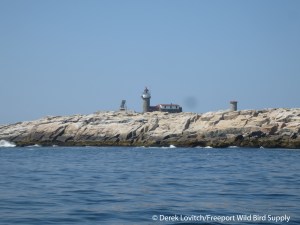 IMG_2158_Matinicus_Rock,8-5-14