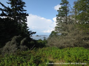 IMG_2199_Calderwood_Island_Preserve,8-7-14