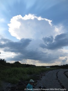 IMG_2201_Calderwood_Island,8-7-14