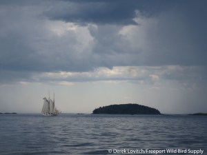 IMG_2217_off_North Haven,8-8-14