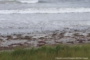 IMG_4113_Shore_Shore_Beach