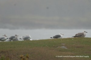 DSC_0001_HERGxGBBG2,KettelCove,10-14-14_edited-1