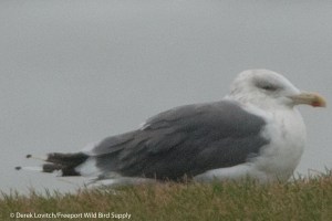 DSC_0002_HERGxGBBG1,KettleCove,10-24-14_enlarged_edited-1