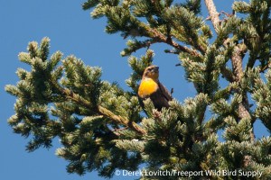 DSC_0022_YHBL1,Monhegan,9-27-14_edited-1