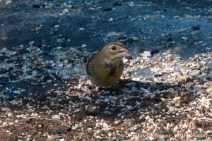 DSC_0054_DICK1,Monhegan,9-28-14_edited-1