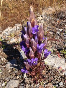 FringedGentian,Monhegan,9-28-14_edited-1