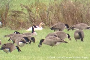 IMG_4625_leucisticCANG1,GreelyRd,10-24-14_edited-1