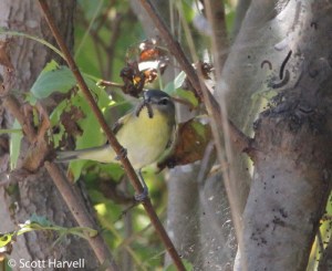 PHVI,ScottHarvell_edited-1