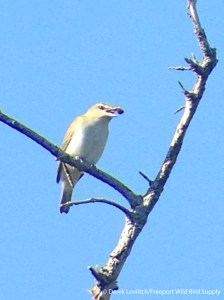 REVI_coughing_up_cherry_stone,Monhegan,9-28-14