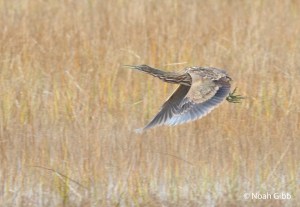 AMERICAN BITTERN NOV 9 2014 SCARBOROUGH, ME IMG_0771_edited-1