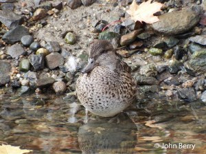 GWTE,John Berry_edited-1