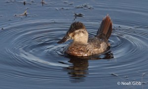 RUDDY DUCK NOV 9 2014 SCARBOROUGH, ME IMG_0793_edited-1