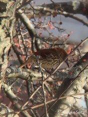 BRTH,SpringSt,Luke_Seitz_phone-binned,12-14-14_edited-1