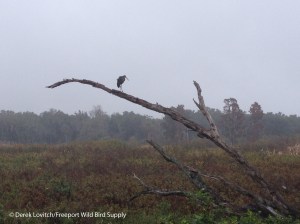 Limpkin on snag,Circle B Bar Reserve,FL, 12-8-14
