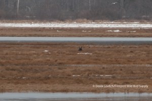 DSC_0001_GYRF2,WellsHarbor,1-17-15