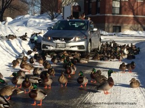 IMG_4852_MALLs,RiverbankPark,2-10-15_edited-1