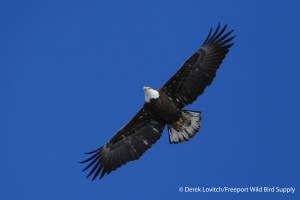 L1010189_BAEA2_4thCycle,Kettle_Cove,2-13-15_edited-1