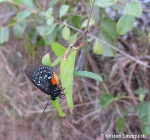 atala_edited-1
