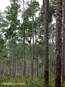 BANO_nest1_edited-1