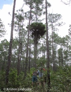 BANO_nest2_edited-1