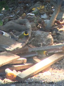 cuban_grassquit2_edited-1