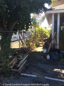 Grassquit Feeder_edited-1