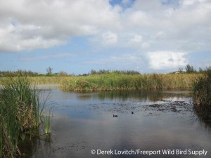 Harold Ponds_edited-1