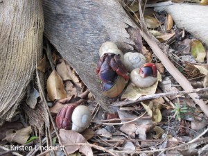 hermit crabs_edited-1