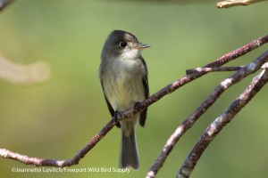 IMG_0078_edited-2