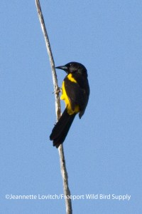 IMG_0172_edited-2