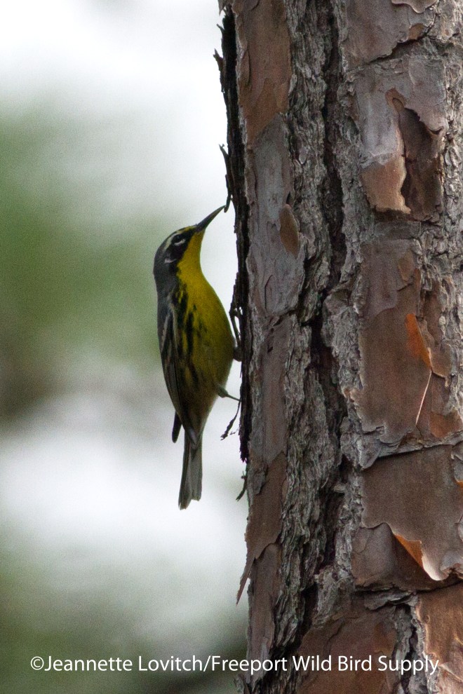 Bahama Warbler