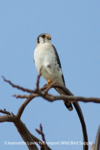 IMG_9571_edited-2