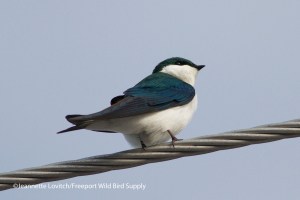 IMG_9654_edited-2
