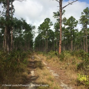 Pine forest 1_edited-1