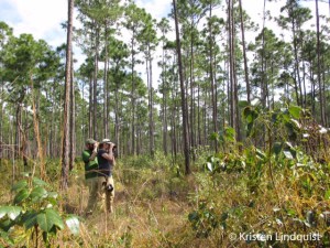 Pine Forest 2_edited-1