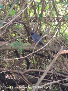 RL Thrush_edited-1