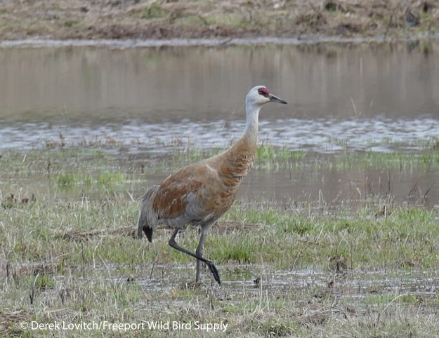 L1010532_ApparentLesserSACR1