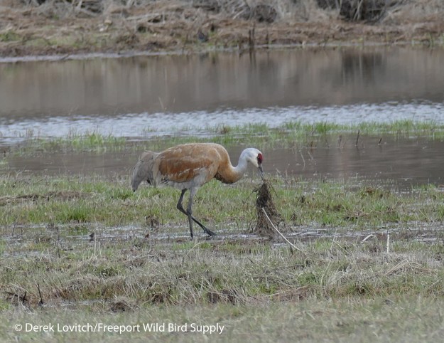 L1010539_ApparentLesserSACR4