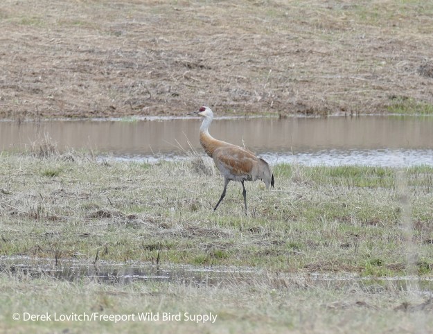 L1010561_ApparentLesserSACR5