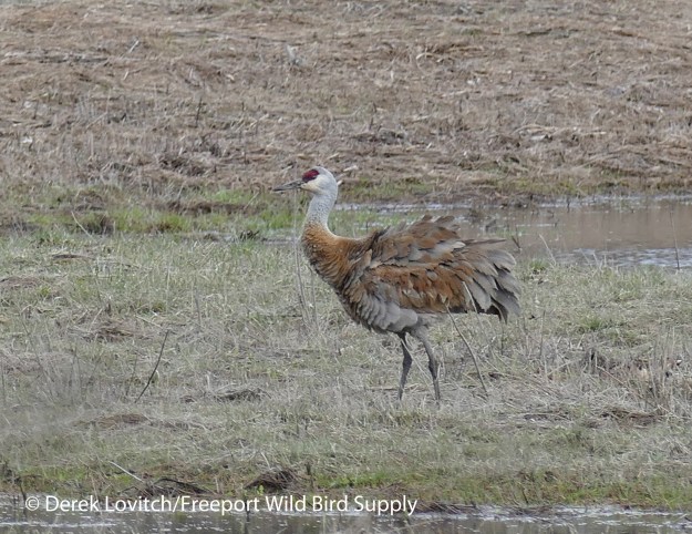 L1010565_ApparentLesserSACR6