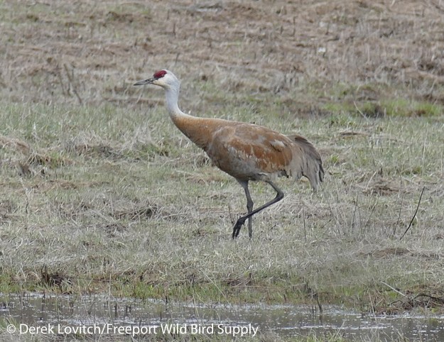 L1010568_ApparentLesserSACR7