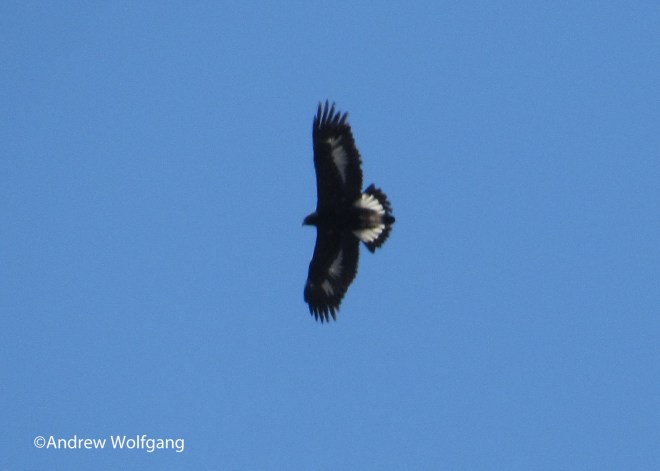 Golden Eagle Bradbury 4 edit