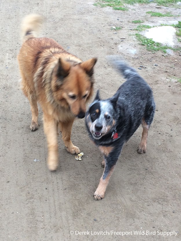 Sasha_and_Chaco,5-19-15_edited-1