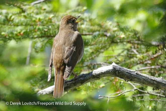 L1020179_BITH1_singing_1a_edited-1