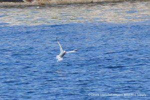 13. L1020582_RBTR_landing1,7-22_edited-1