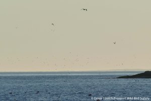22. L1020673_Seal_terns,7-23_edited-1
