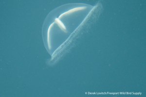 24. L1020663_Moon_Jelly,7-23_edited-1